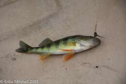 Image of Yellow Perch