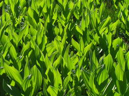 صورة Veratrum californicum Durand