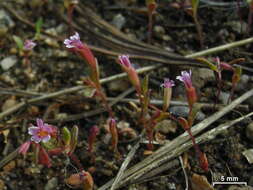 Plancia ëd Mimulus