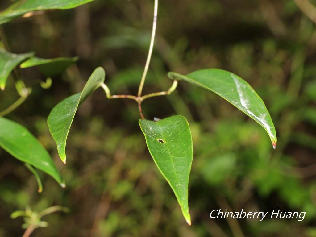 Imagem de Clematis uncinata Champ. ex Benth.