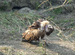 Imagem de Gyps himalayensis Hume 1869