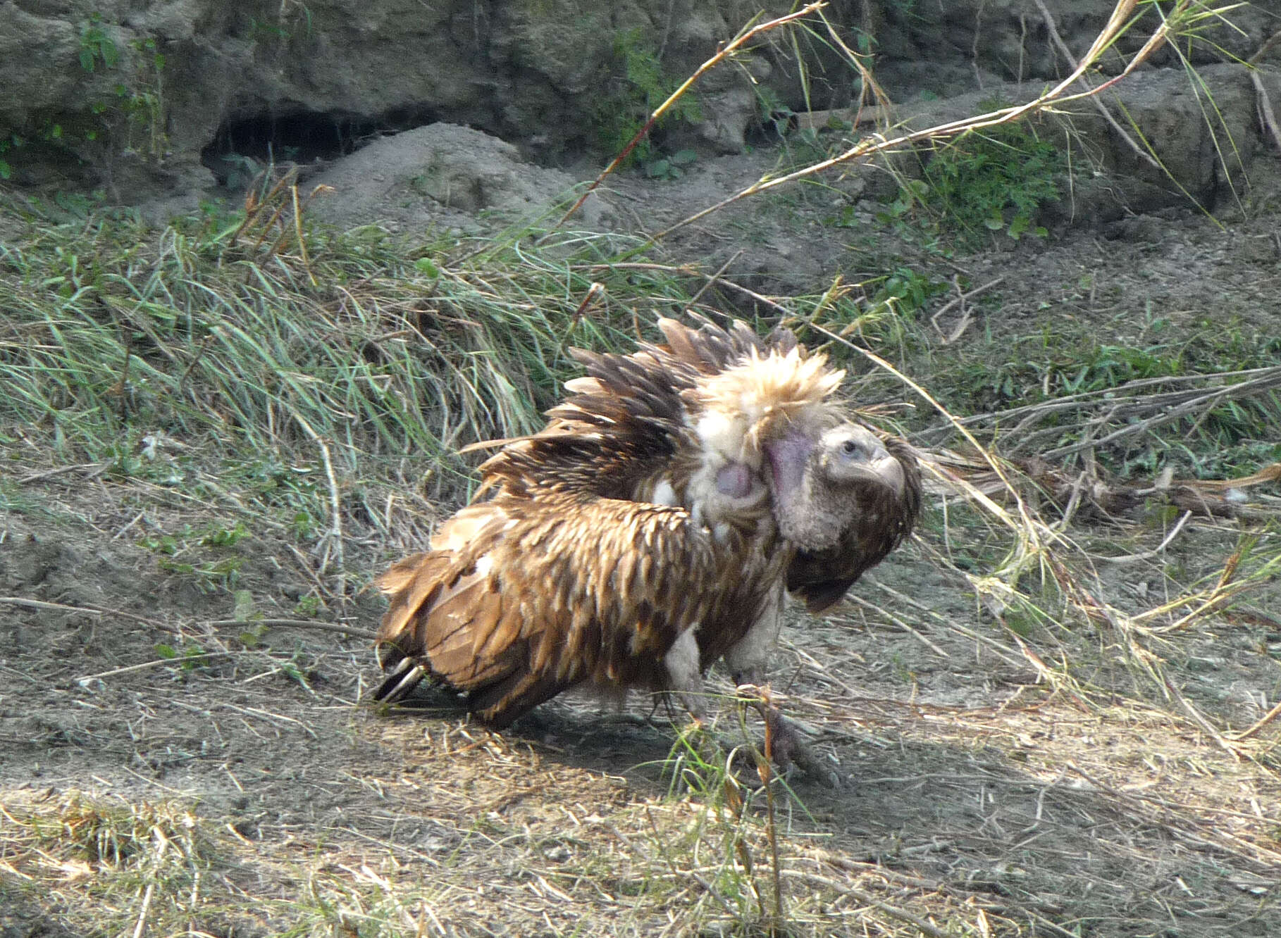 Слика од Gyps himalayensis Hume 1869