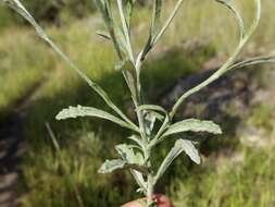 Image of Cochise horseweed