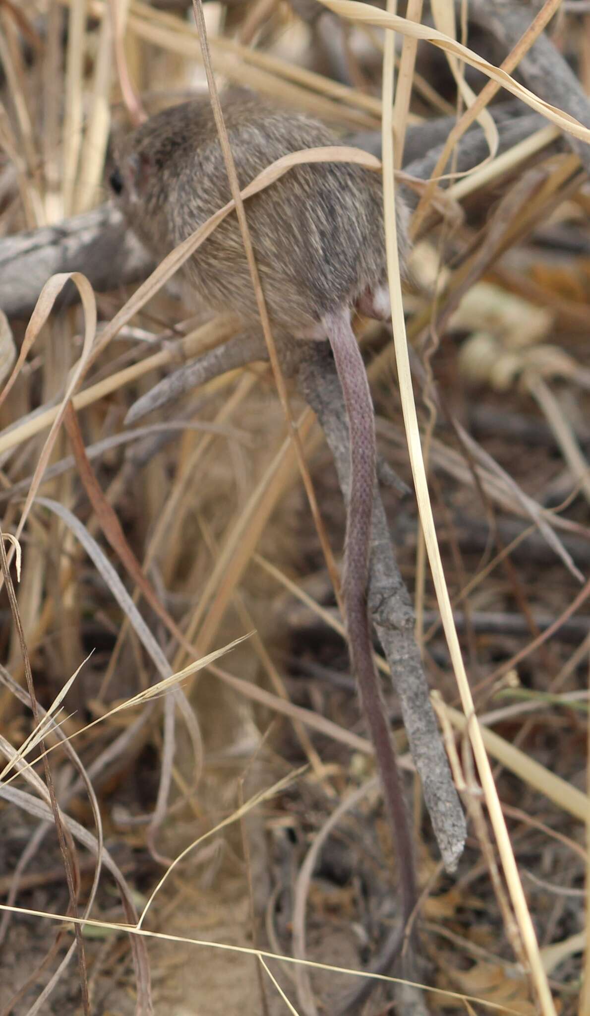 Image of Hispid Pocket Mouse