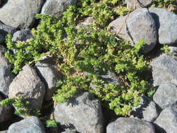 Image of smooth rupturewort