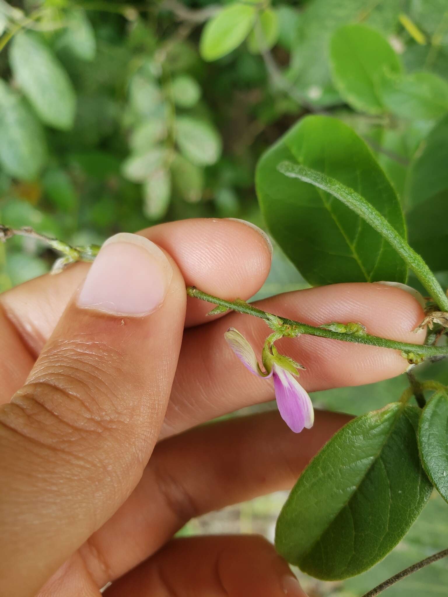 Image of Florida hammock milkpea