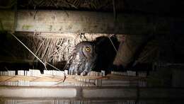 Image of Oriental Scops Owl