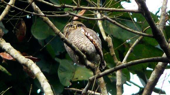 Image of Jungle Owlet