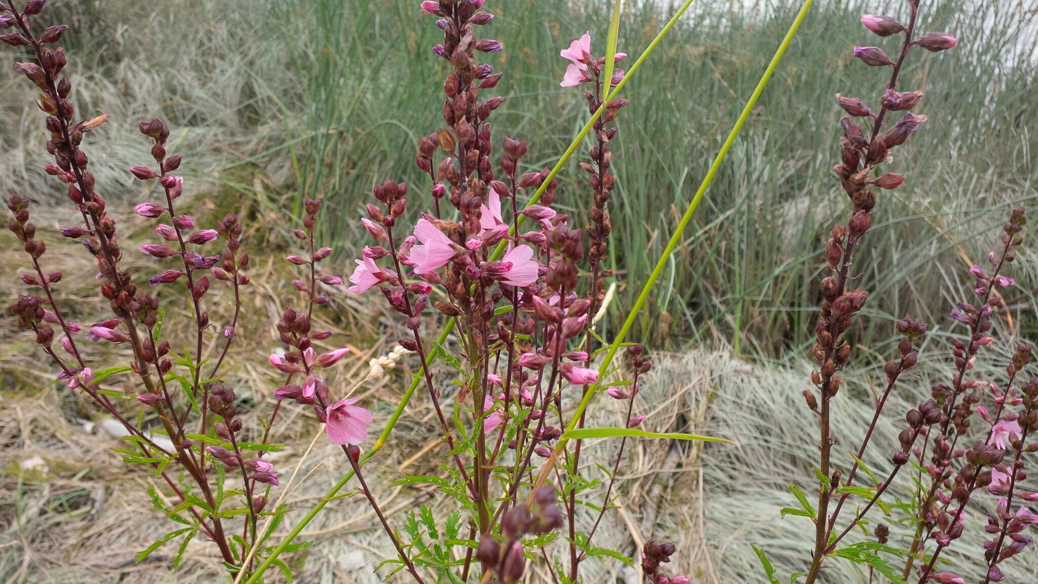 Image of Henderson's Checkerbloom