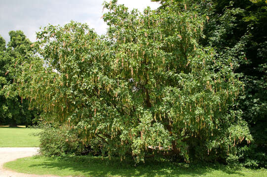 Image of Alpine Laburnum