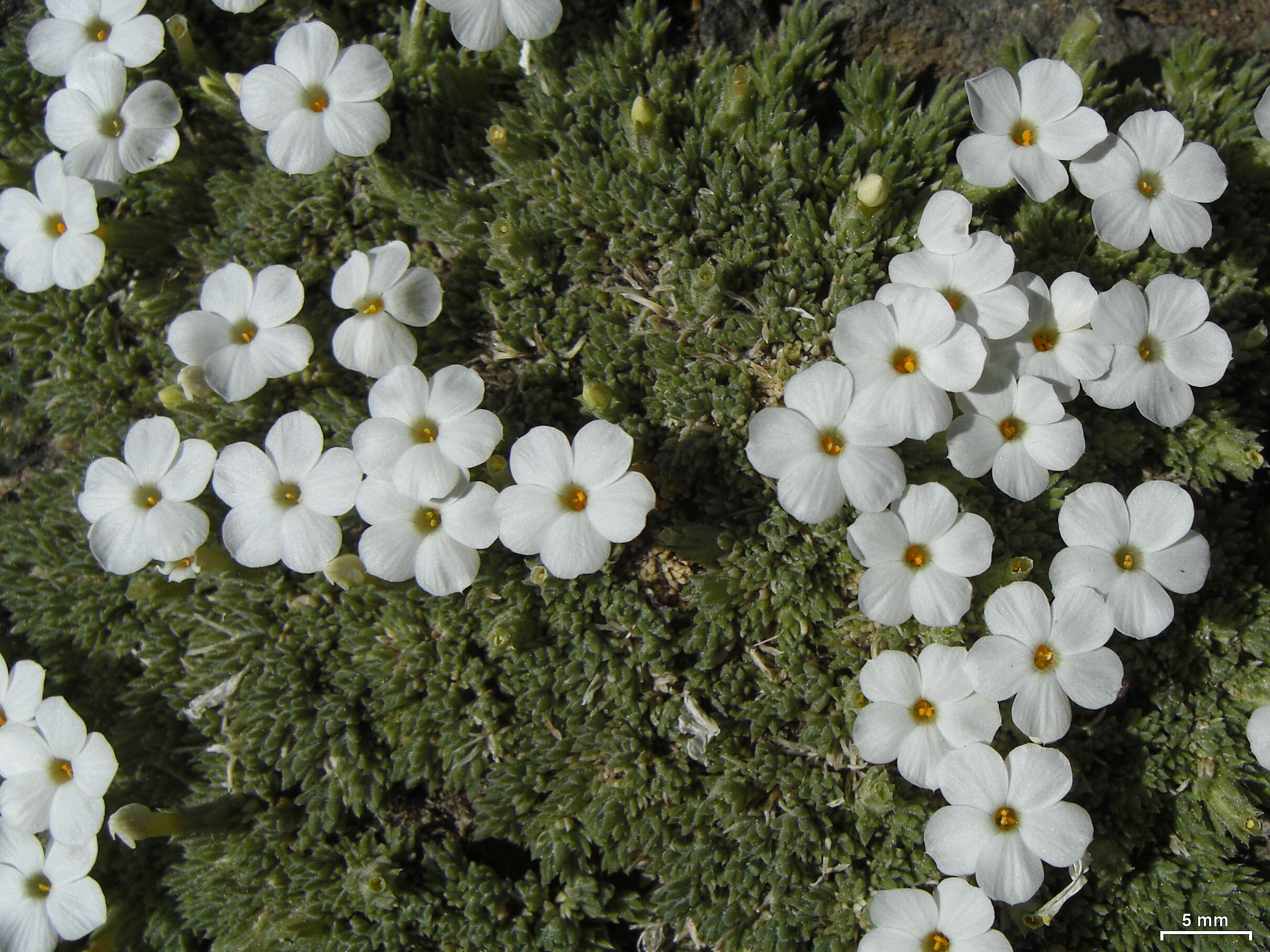 Image of Phlox caespitosa subsp. caespitosa