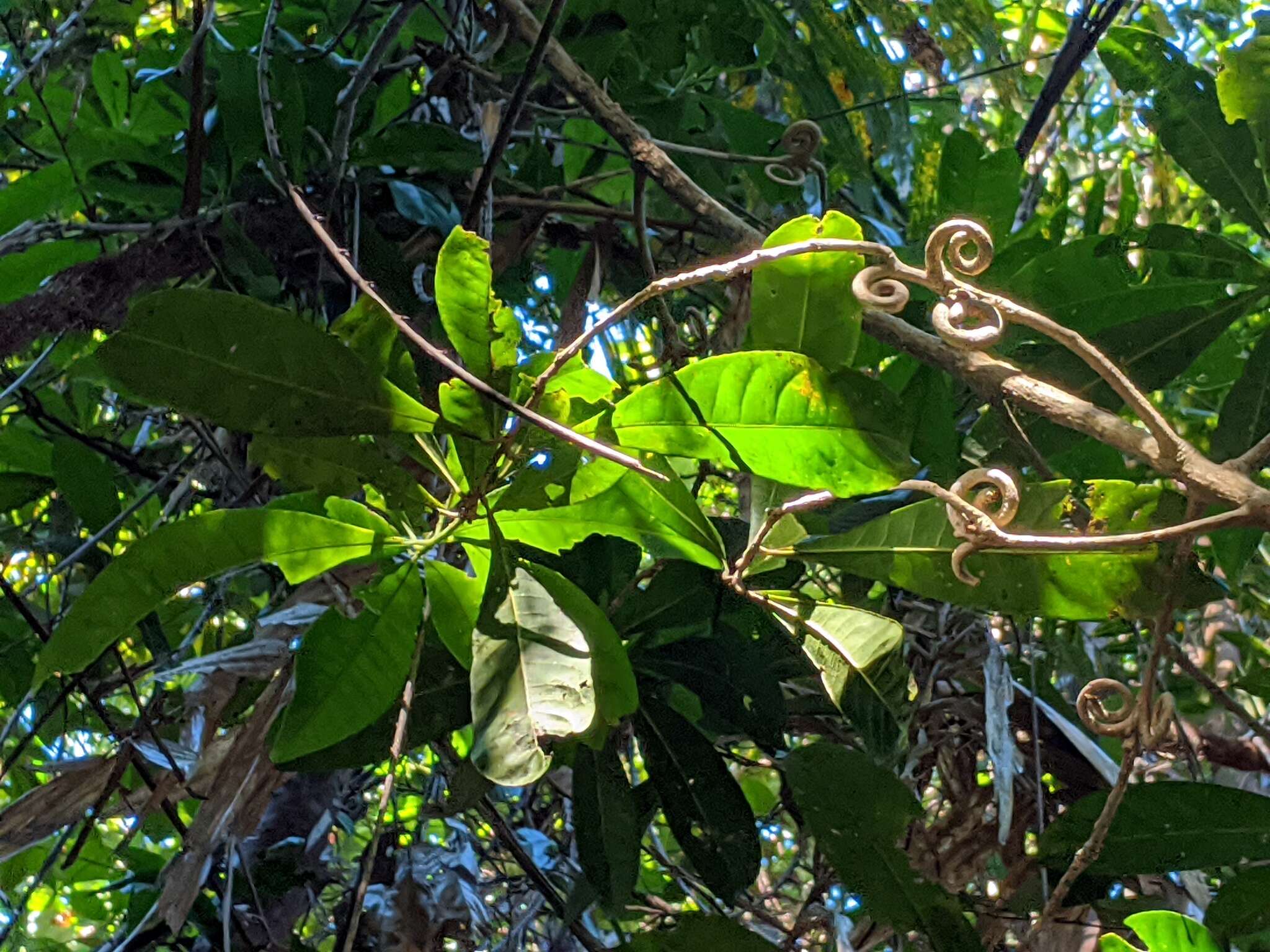 Plancia ëd Durandea jenkinsii Stapf