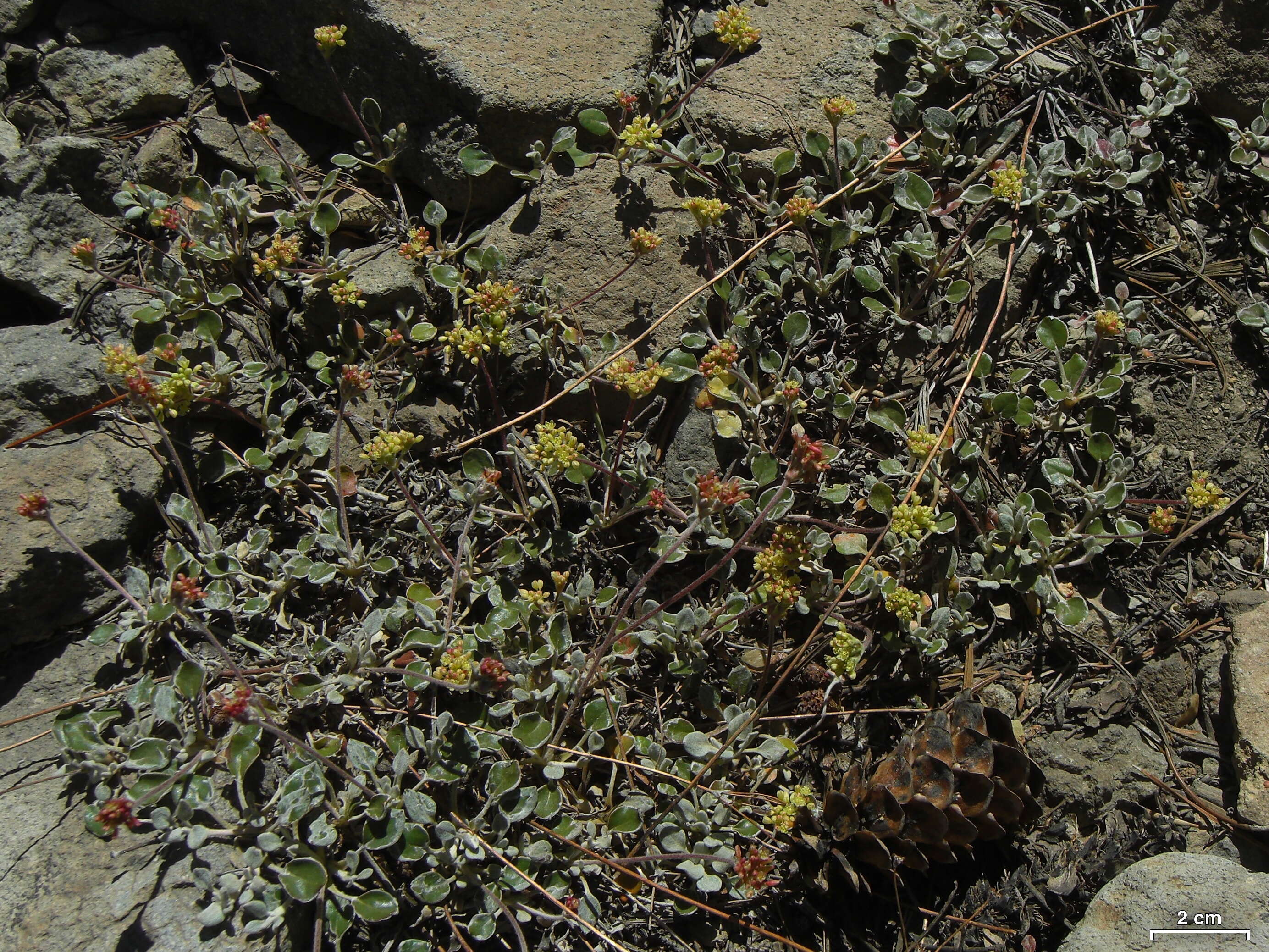 Imagem de Eriogonum marifolium A. Gray