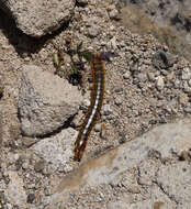 Image of Mediterranean banded centipede