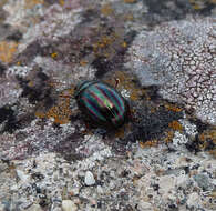 Image of Chrysolina americana