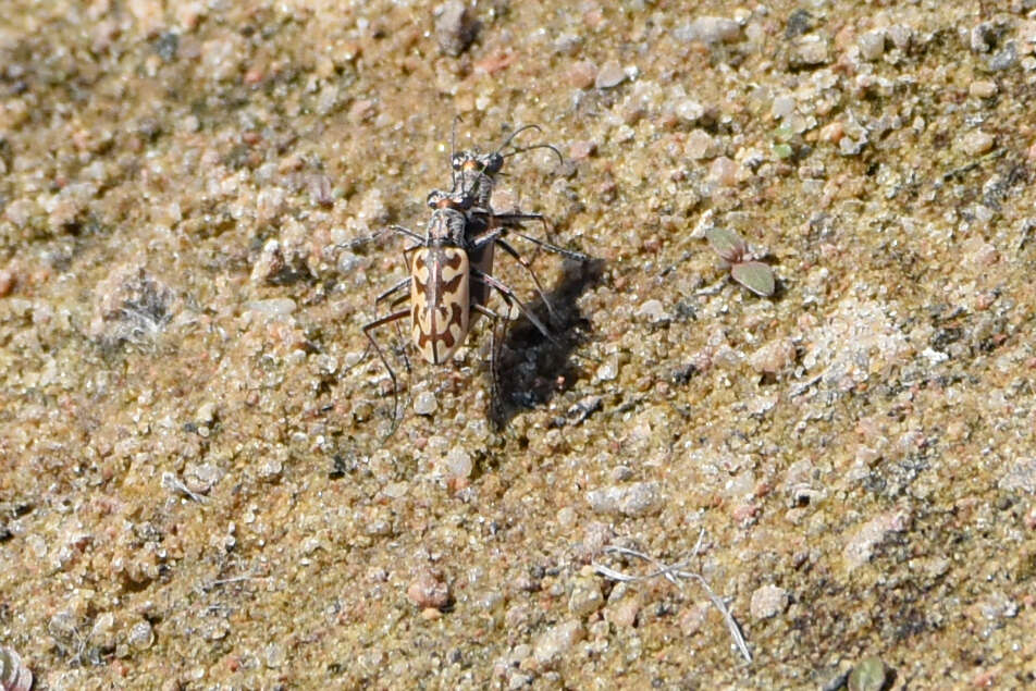 Image of Ellipsoptera macra fluviatilis (Vaurie 1951)