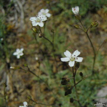 Image of prickly sandwort