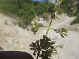 Plancia ëd Condea decipiens (M. E. Jones) Harley & J. F. B. Pastore