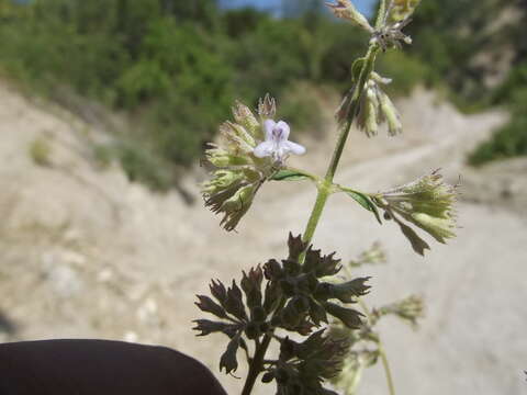 Image of Condea decipiens (M. E. Jones) Harley & J. F. B. Pastore