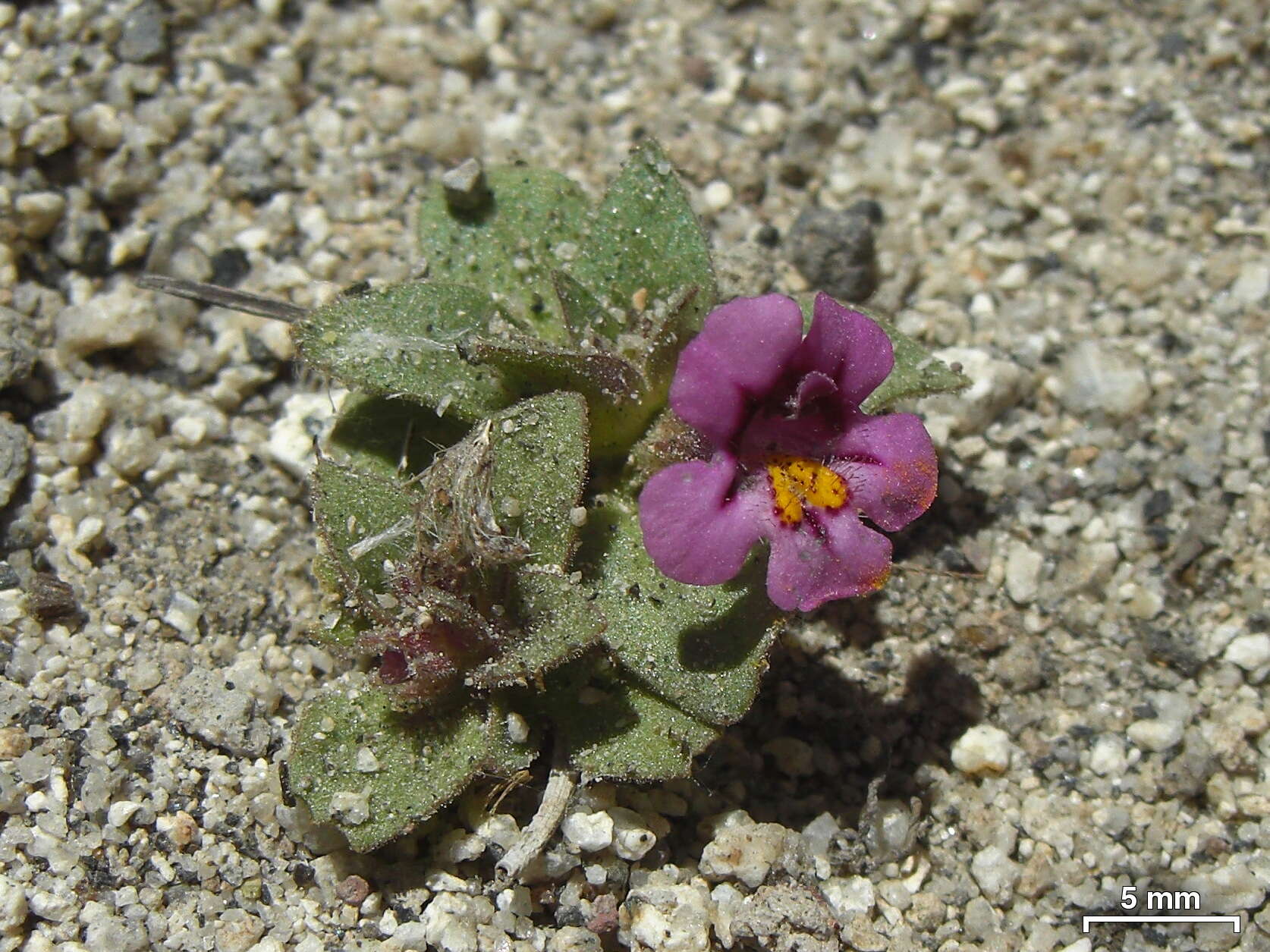 Image of Jepson's monkeyflower