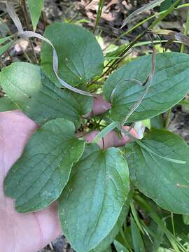 Image of Huger's carrionflower