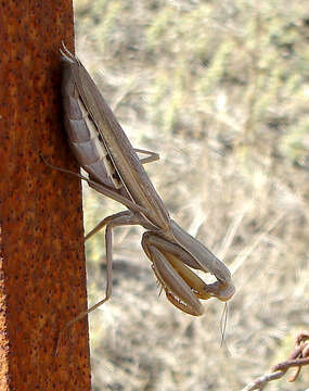 Image of Mantis