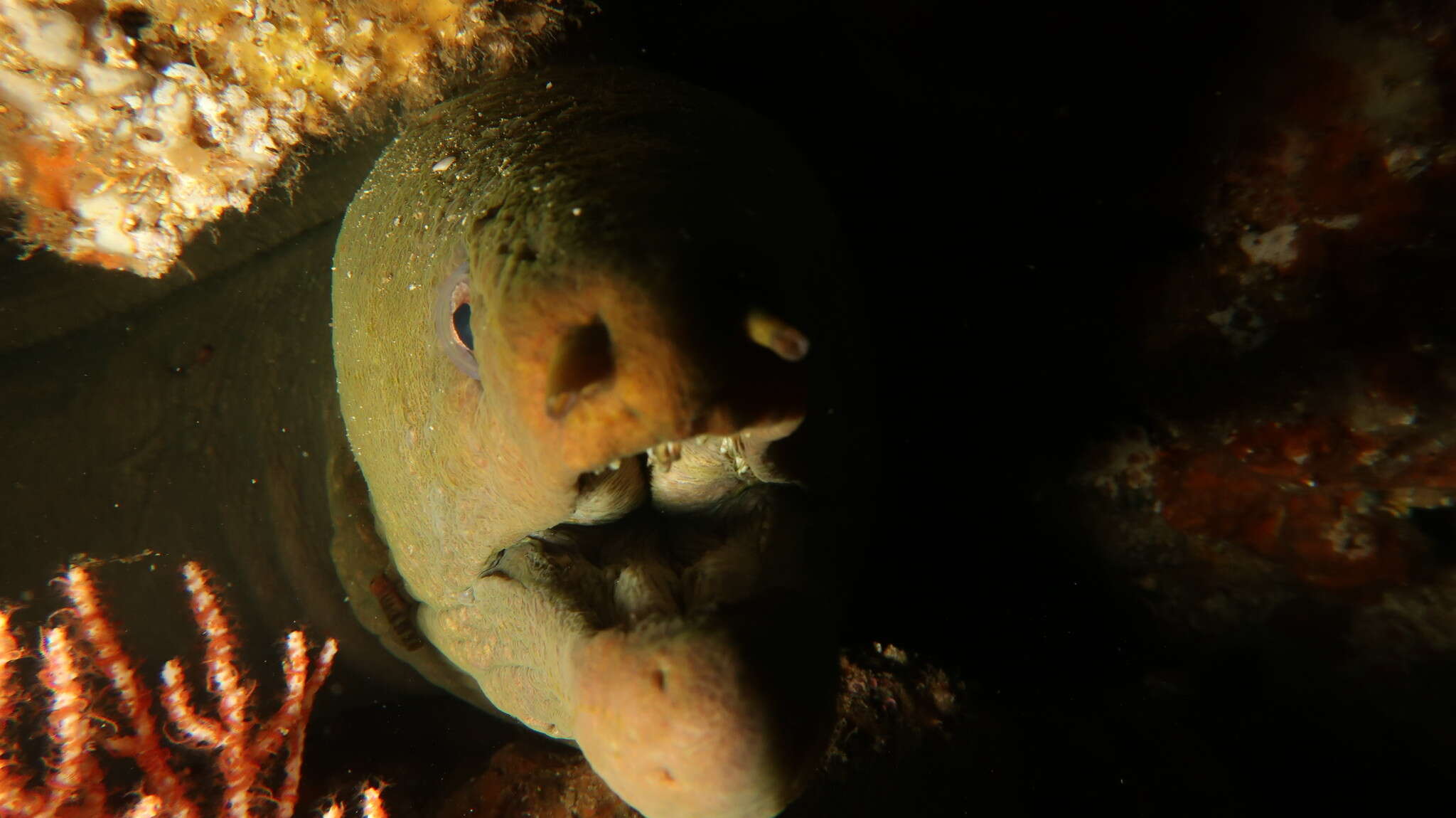 Image of Chestnut moray