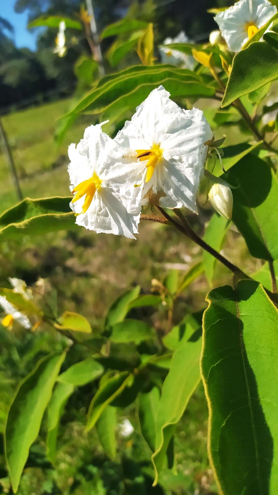 Image of Solanum variabile Mart.