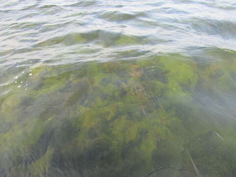 Image of Sea lettuce