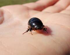 Image of black lawn beetle