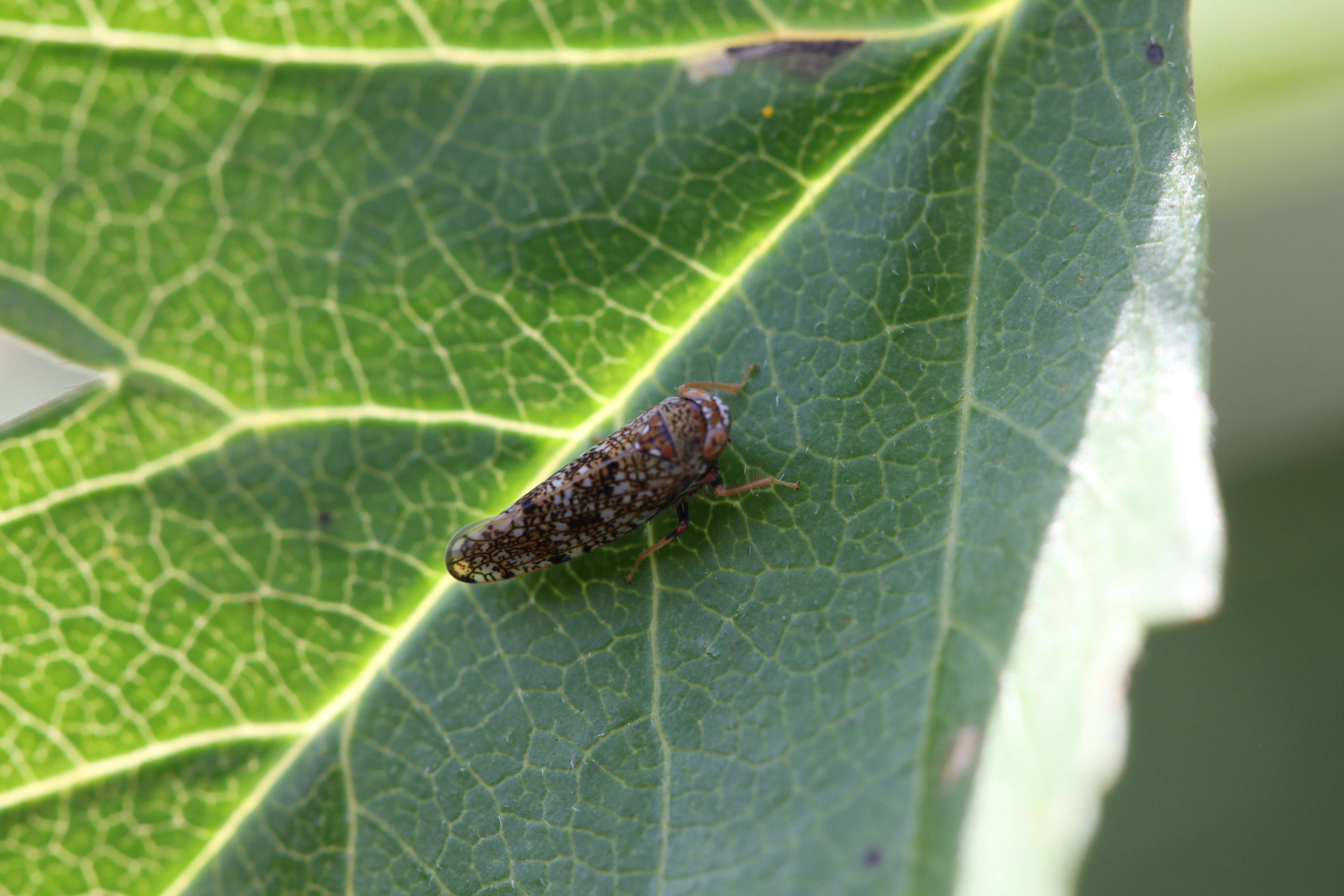 Image of Japanese Leafhopper