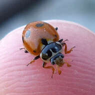 Image of Lady beetle