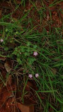 Image of Pavonia zeylanica (L.) Cav.