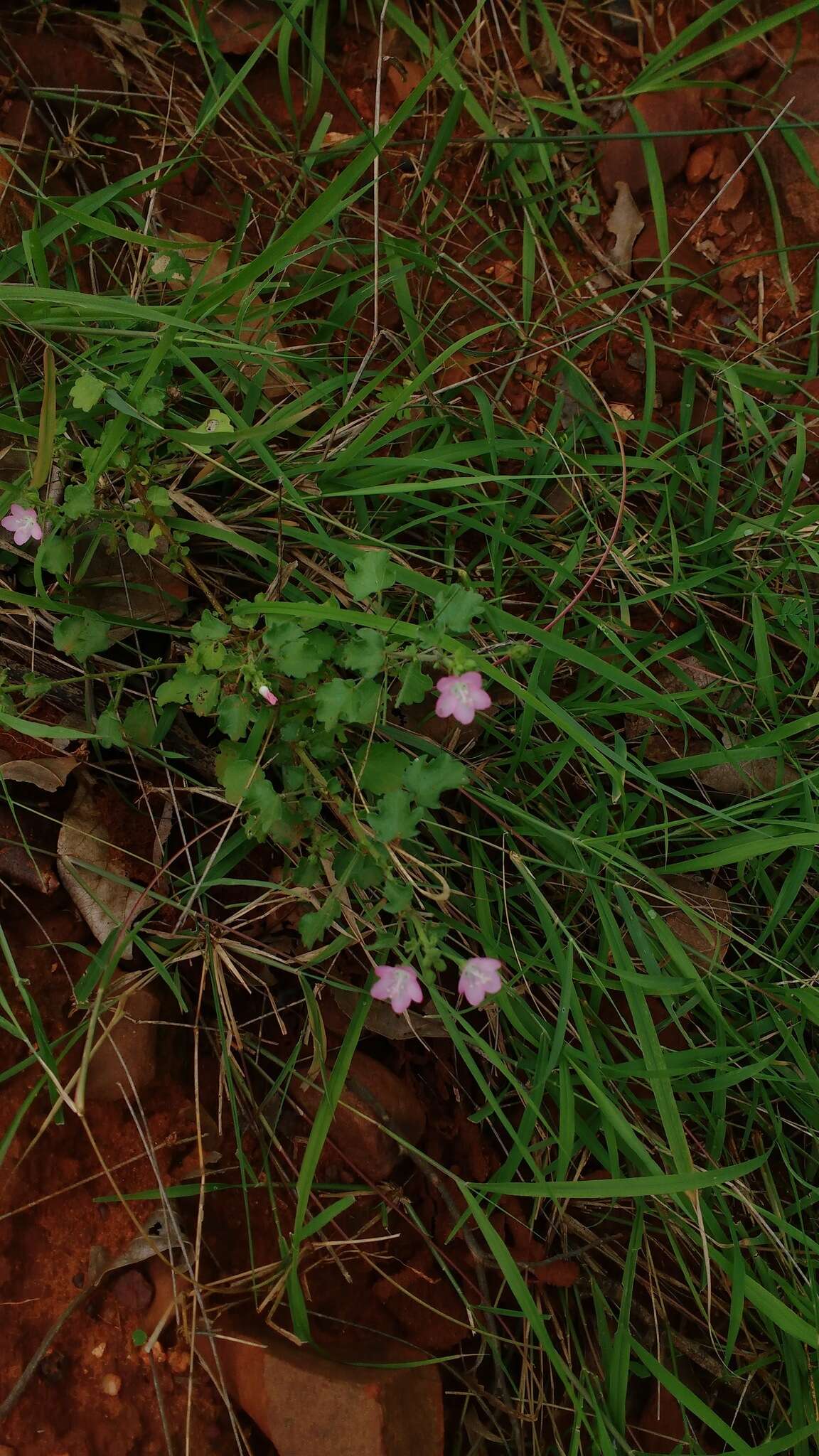 Imagem de Pavonia zeylanica (L.) Cav.