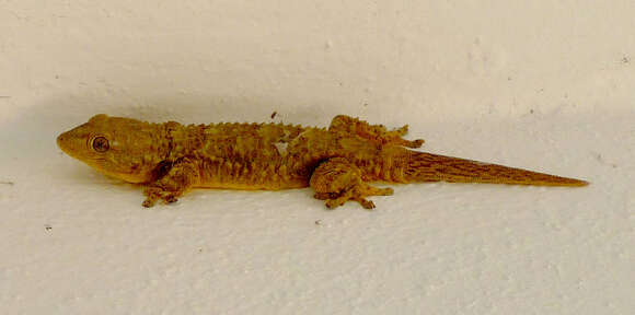 Image of Common Wall Gecko