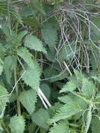 Image of River nettle