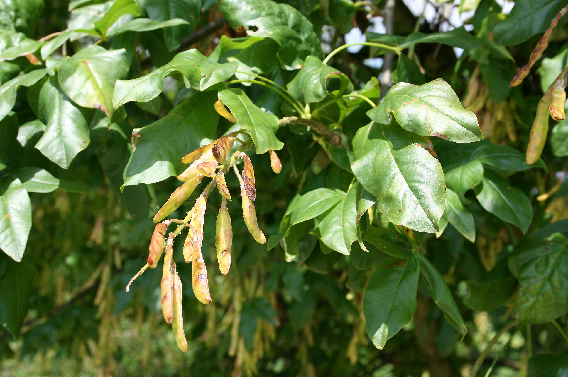 Image of Alpine Laburnum