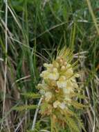 Imagem de Pedicularis foliosa L.