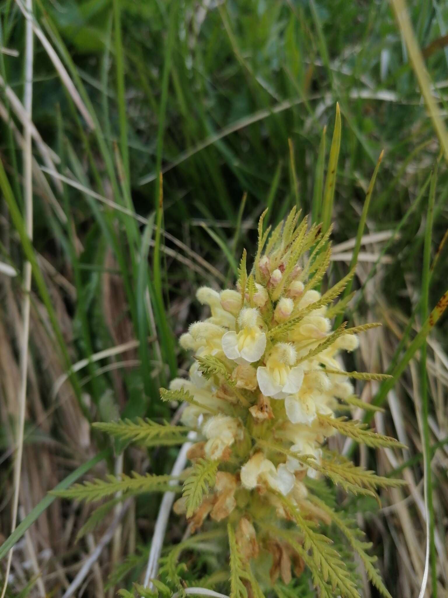 Imagem de Pedicularis foliosa L.