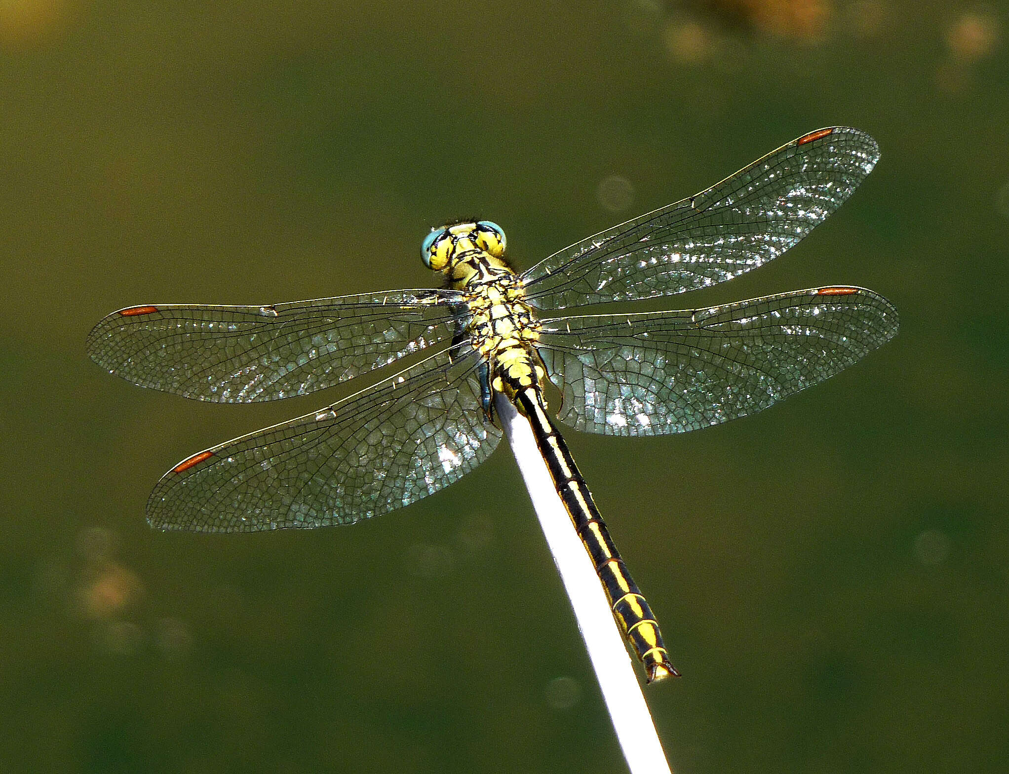 Image of Western Clubtail