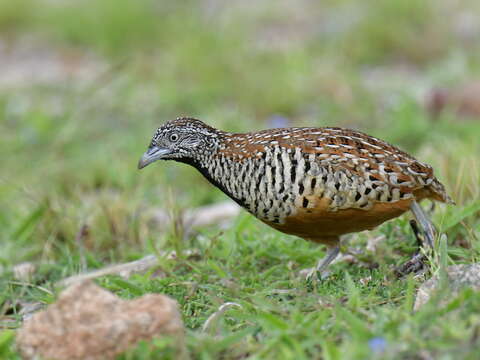 Image of Barred Buttonquail