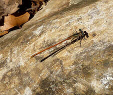 Imagem de Platycnemis acutipennis Selys 1841