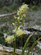 Image of meadow death camas