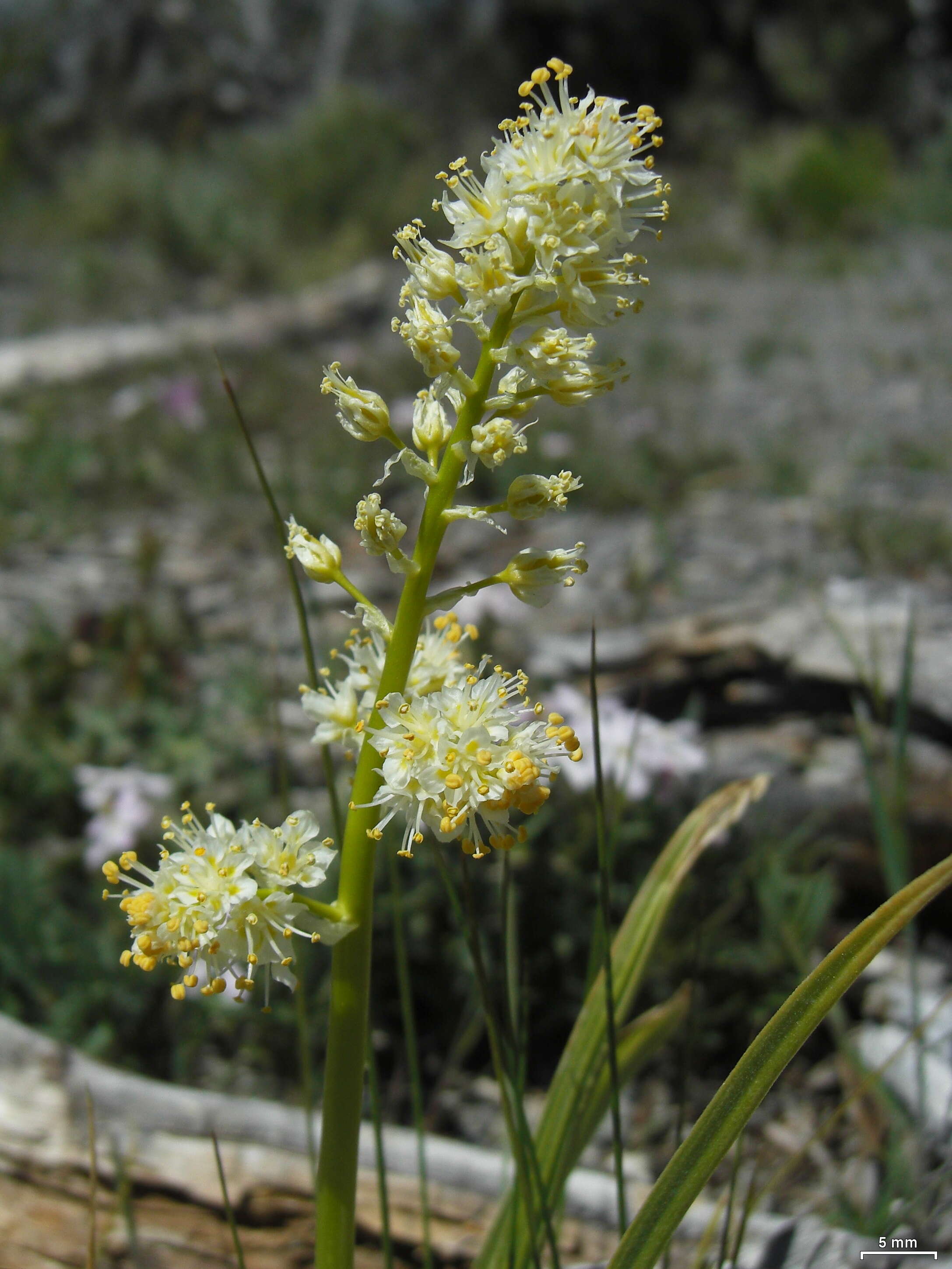 Image of meadow death camas