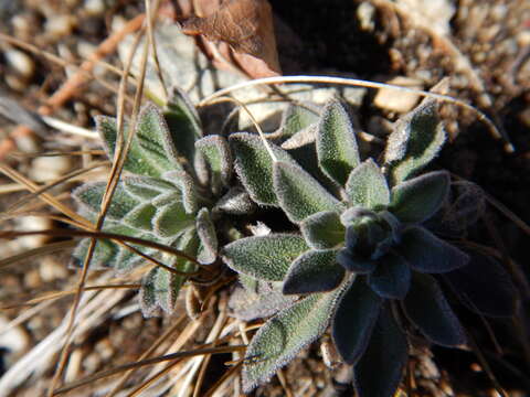 Image of Reflexed Rockcress