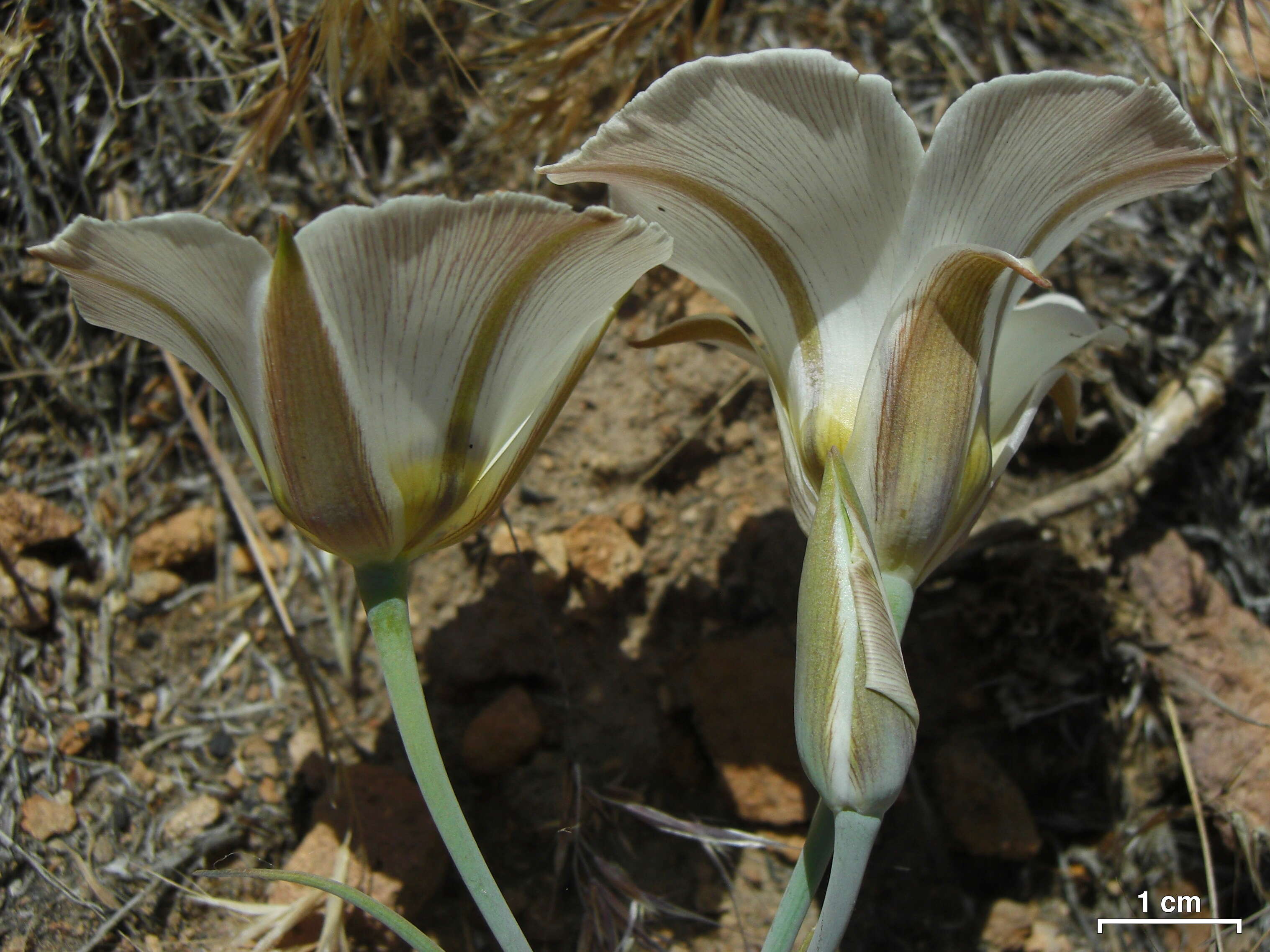 Calochortus leichtlinii Hook. fil. resmi