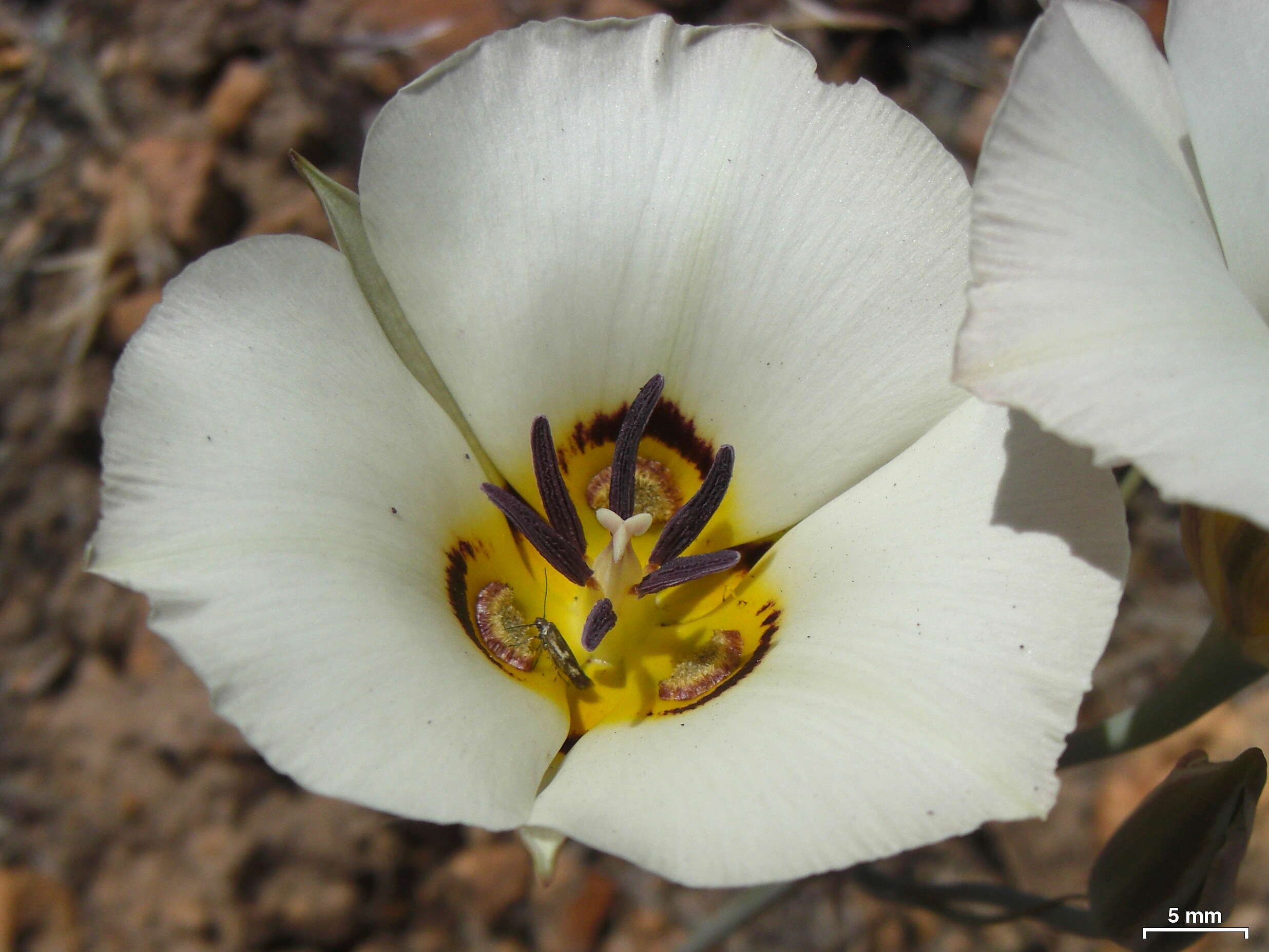 Calochortus leichtlinii Hook. fil. resmi