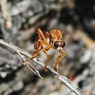 Image de Saropogon luteus Coquillett 1904