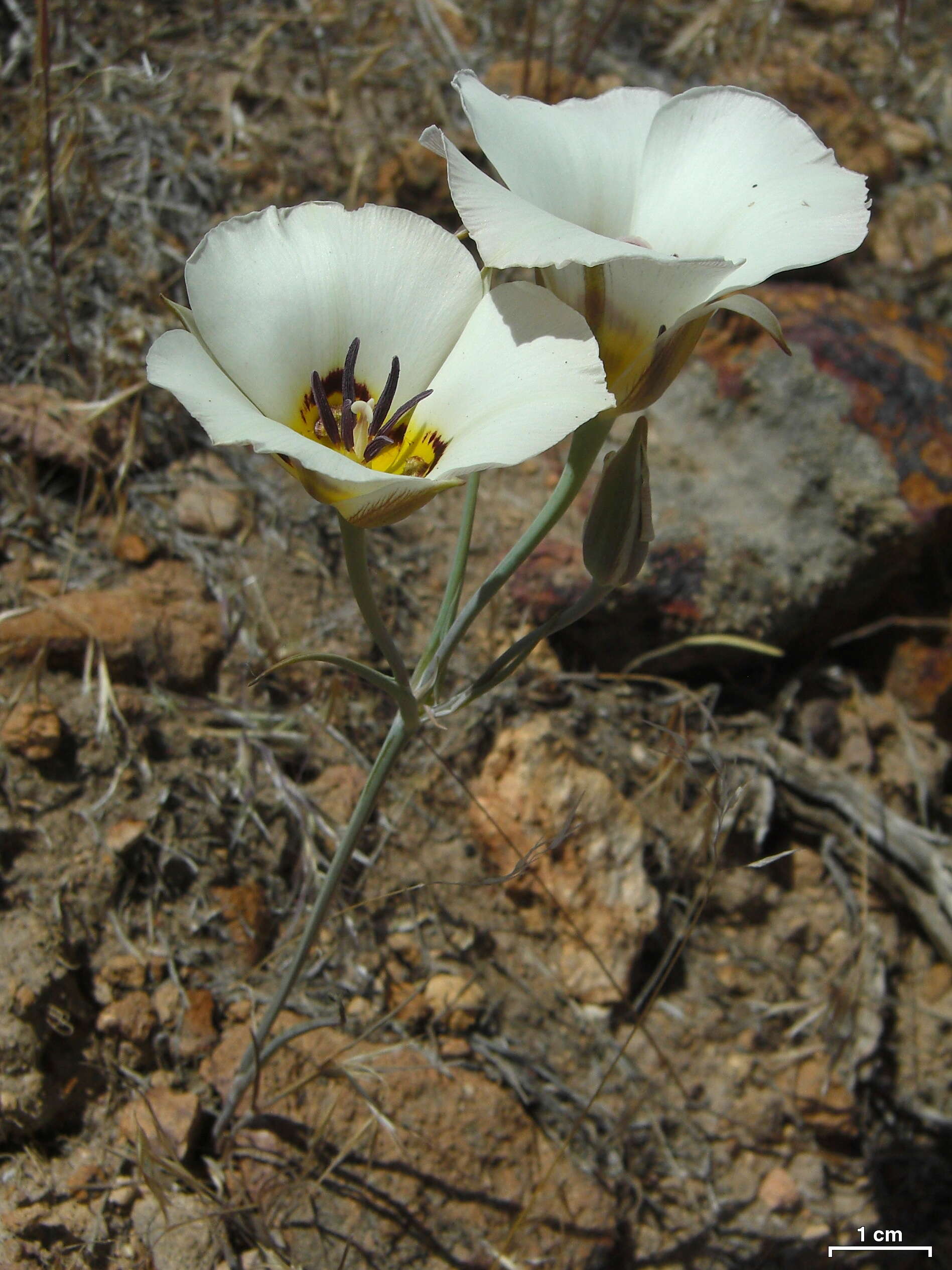 Calochortus leichtlinii Hook. fil. resmi