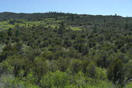 Image of mountain mahogany